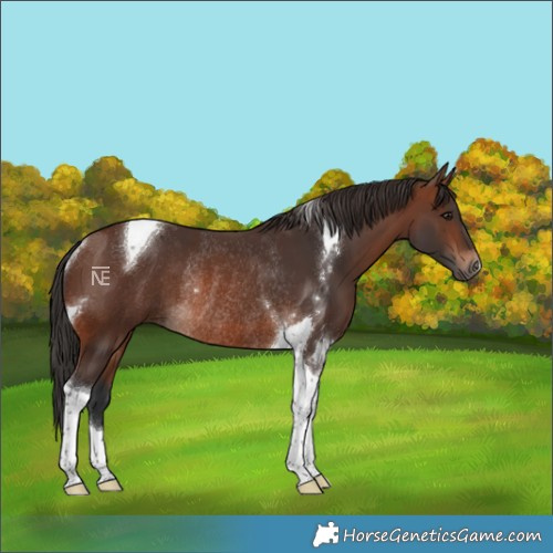 Horse Color:Brown Tobiano Rabicano 