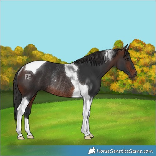 Horse Color:Brown Tobiano Rabicano