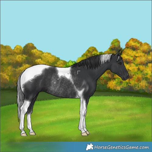 Horse Color:Black Tobiano Rabicano 