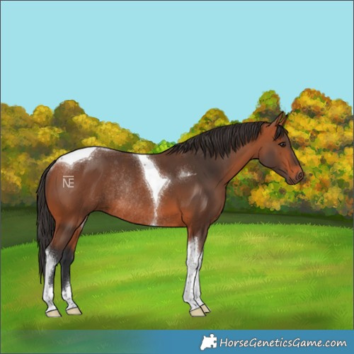 Horse Color:Bay Tobiano Rabicano 