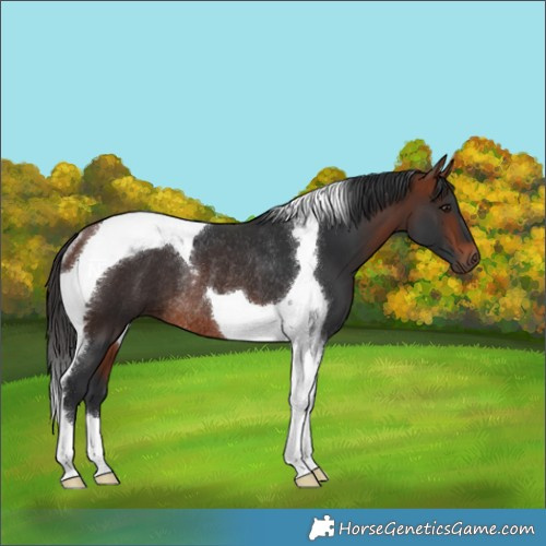 Horse Color:Bay Tobiano Rabicano 