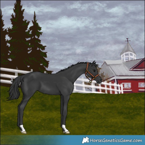Horse Color:Black 