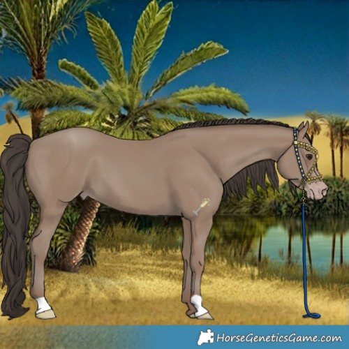 Horse Color:Classic Champagne 