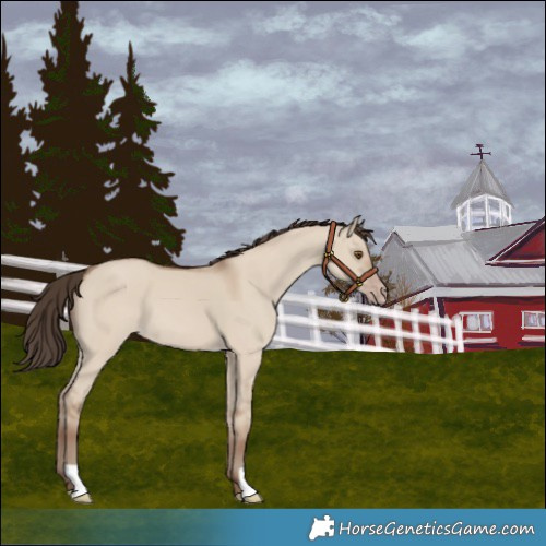 Horse Color:Classic Champagne Dun 