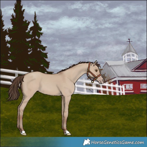 Horse Color:Classic Champagne Dun 