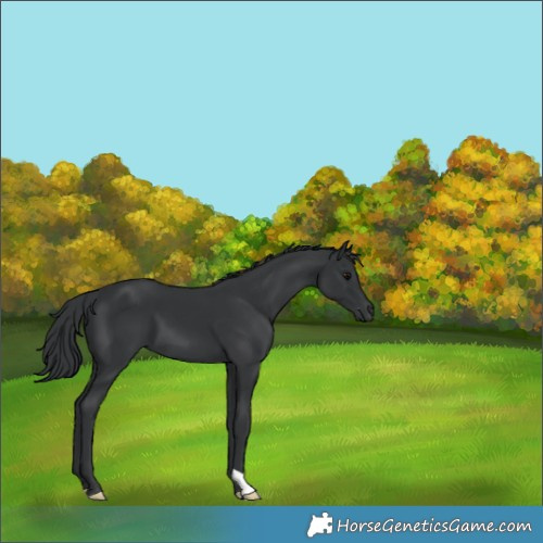 Horse Color:Black 