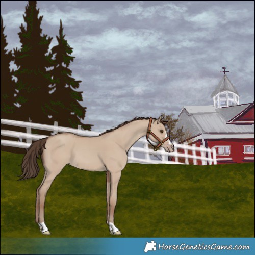 Horse Color:Classic Champagne Dun