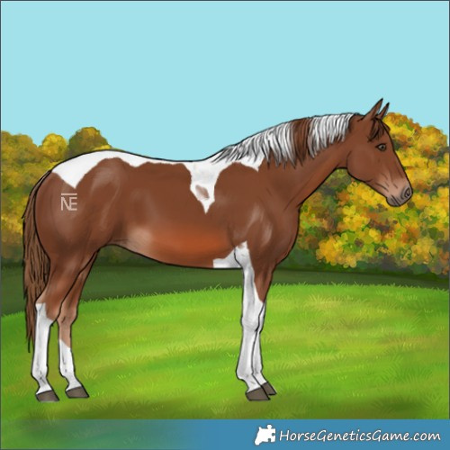 Horse Color:Chestnut Tobiano 