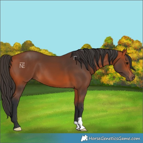 Horse Color:Bay 