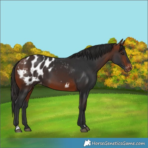 Horse Color:Bay Blanket