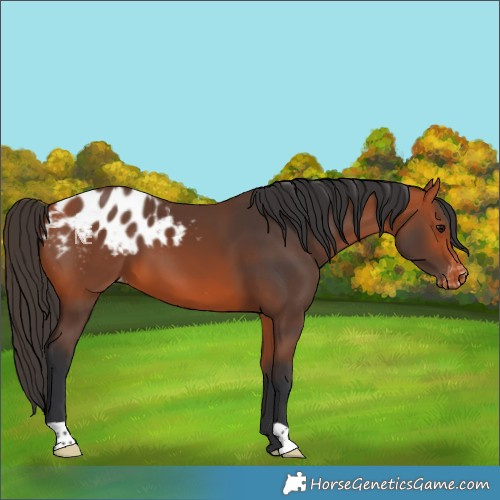 Horse Color:Bay Blanket 