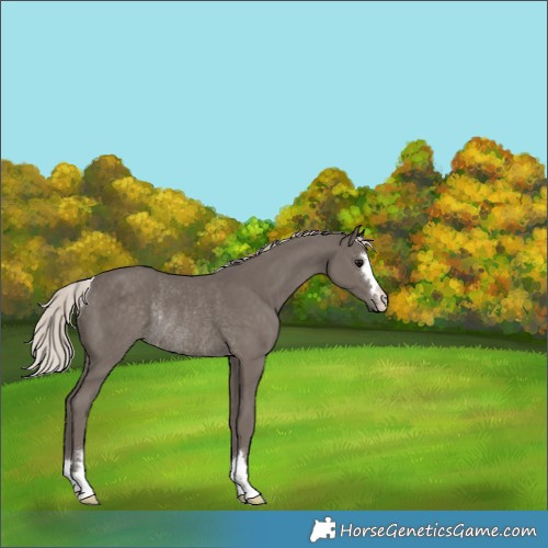 Horse Color:Silver Black Rabicano 