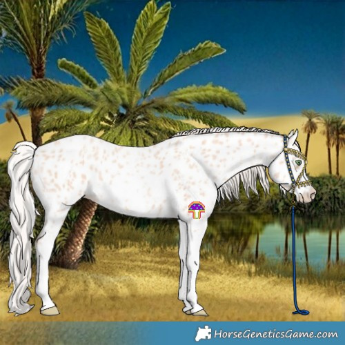 Horse Color:Silver Amber Champagne Roan Sabino Near Leopard 
