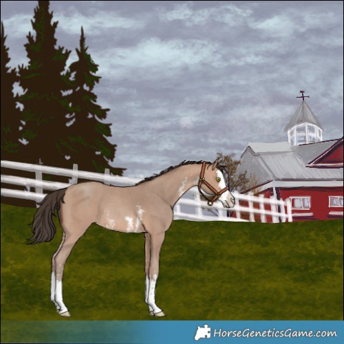 Horse Color:Amber Champagne Sabino Splash 