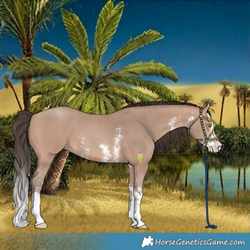 Horse Color:Amber Champagne Sabino Splash 