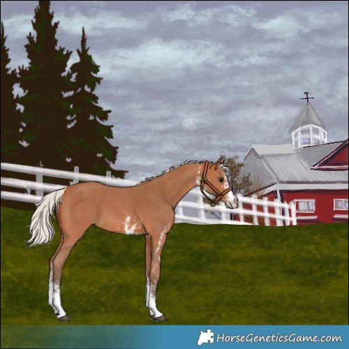 Horse Color:Silver Bay Sabino 