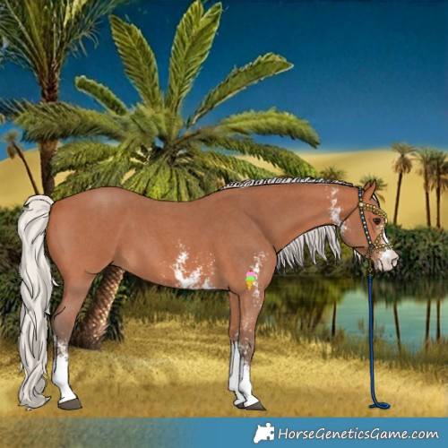 Horse Color:Silver Bay Sabino 
