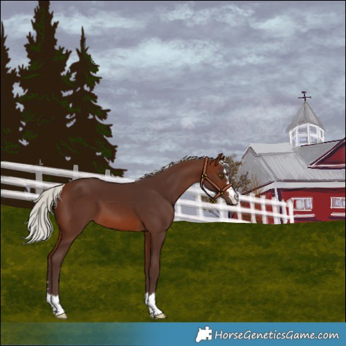 Horse Color:Silver Brown 
