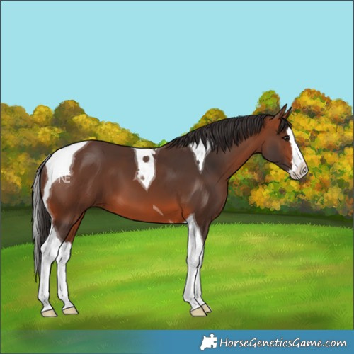 Horse Color:Bay Splash Tobiano 