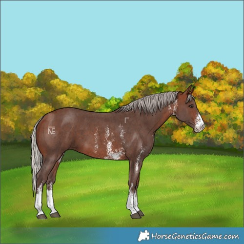 Horse Color:Silver Bay Sabino 