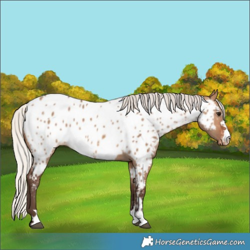 Horse Color:Silver Brown Dun Near Leopard 