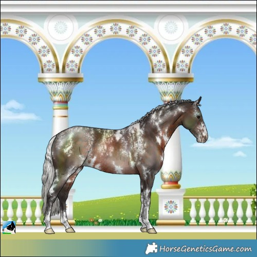 Horse Color:Powder White White Spotted Silver Brown Rabicano 
