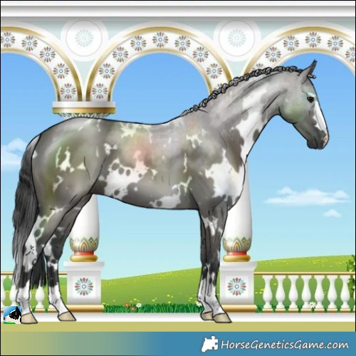Horse Color:White Spotted Grullo 