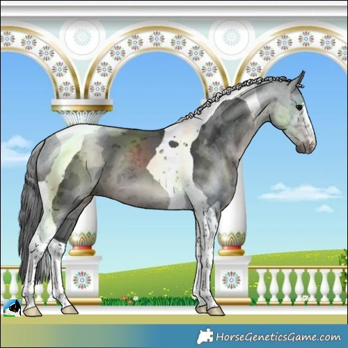 Horse Color:Black Merle Tobiano