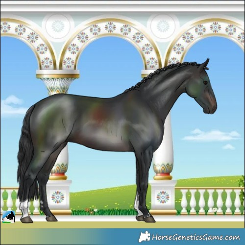 Horse Color:Brown Tobiano