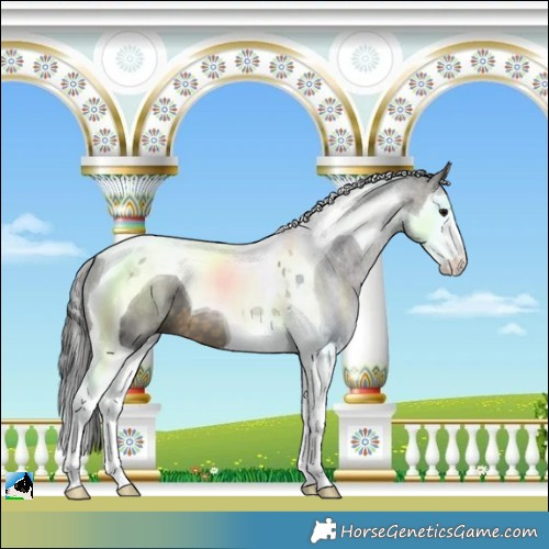 Horse Color:Buckskin Merle Splash Tobiano 