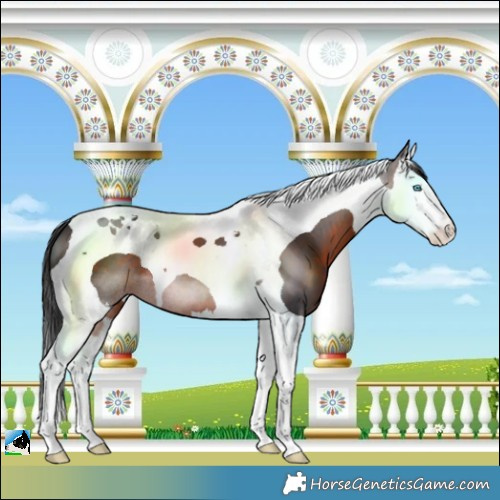 Horse Color:Brown Splash Tobiano 