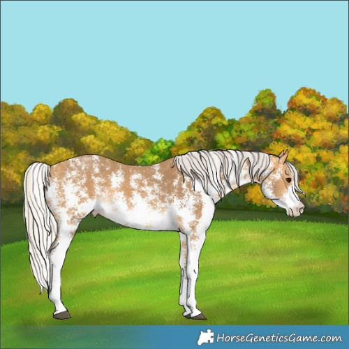 Horse Color:Silver Buckskin Sabino