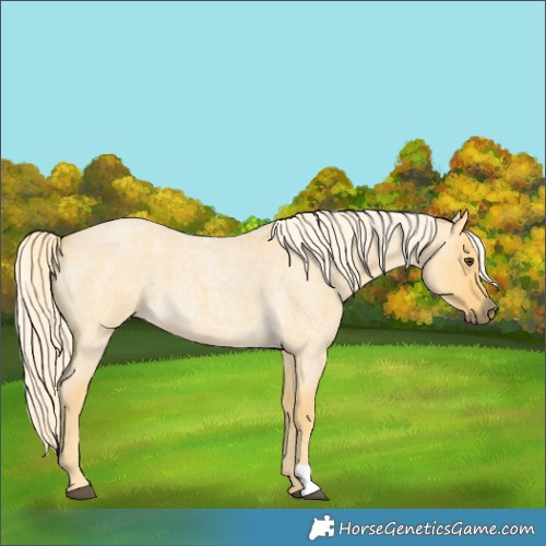 Horse Color:Palomino Roan Dun 