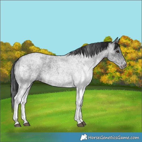 Horse Color:White Spotted Blue Roan 