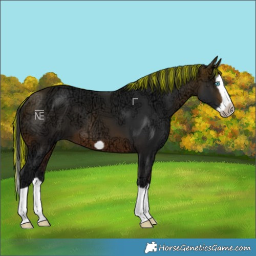 Horse Color:Painted Brown Ice Splash Frame 