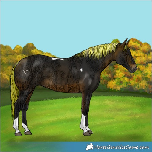 Horse Color:Painted Bay Ice Tobiano