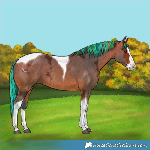 Horse Color:Painted Bay Ice Splash Tobiano 