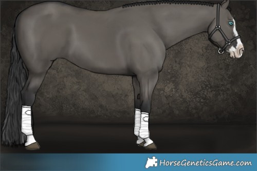 Horse Color:Grullo Splash 