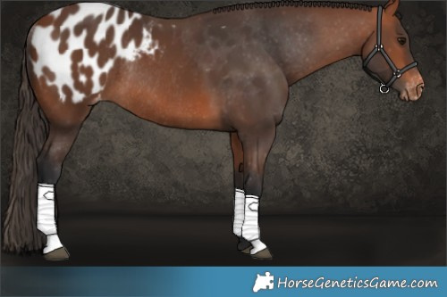 Horse Color:Bay Blanket Rabicano