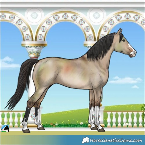 Horse Color:Brown Dun 