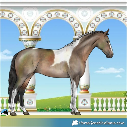 Horse Color:Brown Dun Tobiano