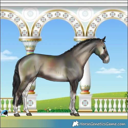 Horse Color:Blue Onyx 