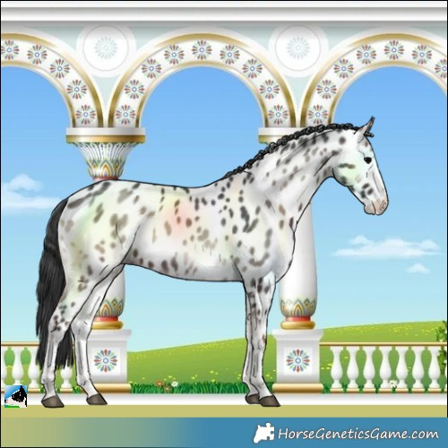 Horse Color:Blue Onyx Near Leopard