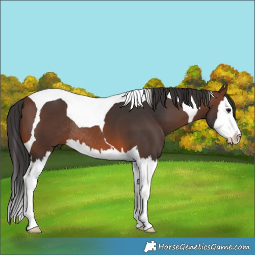 Horse Color:Brown Splash Tobiano Rabicano 