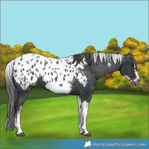 Horse Color:White Spotted Black Splash Tobiano Frame Blanket 
