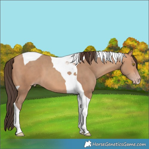 Horse Color:Amber Champagne Tobiano 