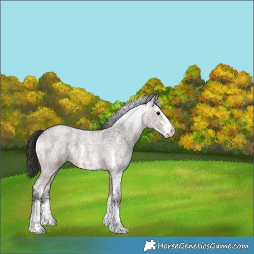 Horse Color:Brown Roan Sabino 