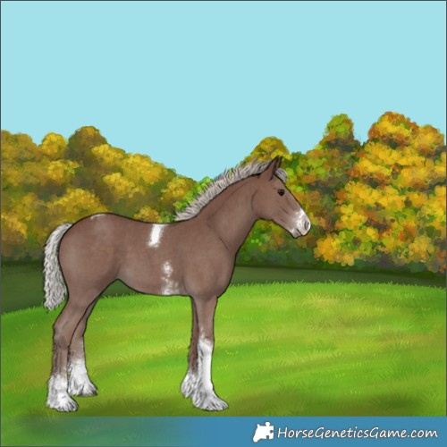 Horse Color:Silver Black Sabino Tobiano
