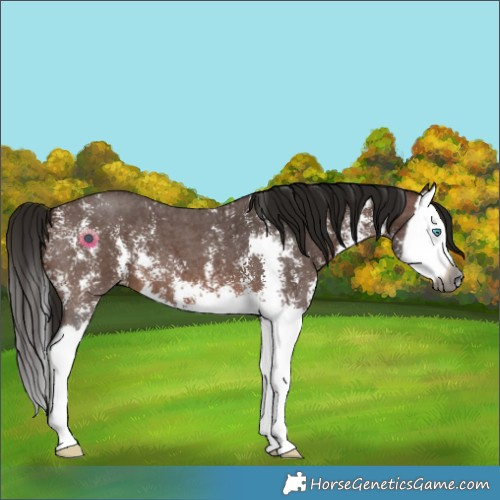 Horse Color:Gray Bay Sabino Splash 