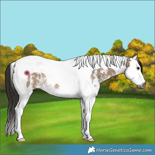 Horse Color:Gray Bay Dun Sabino Splash Tobiano Rabicano
